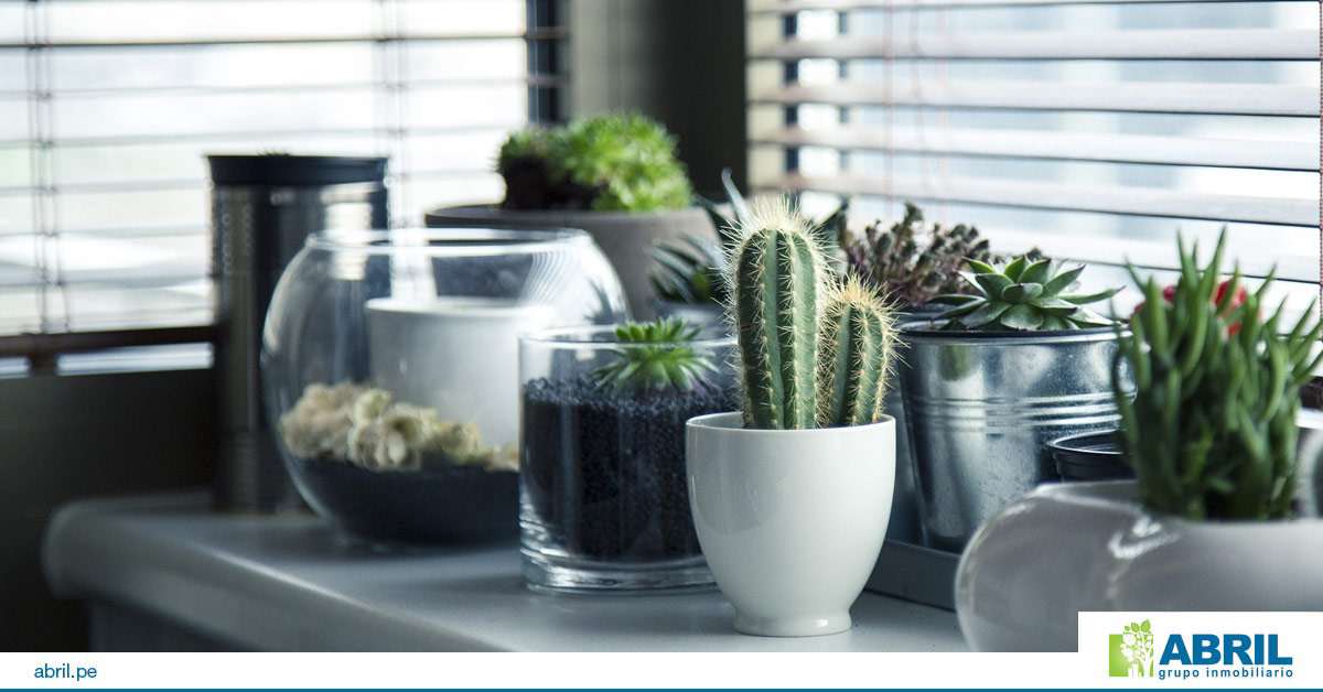 mejores plantas primer departamento
