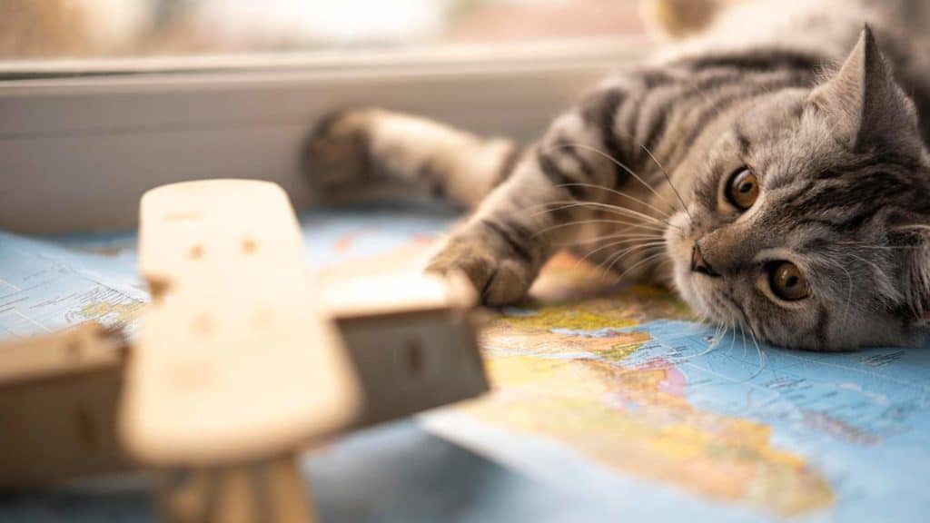 como-cuidar-a-tu-mascota-gato-juguete