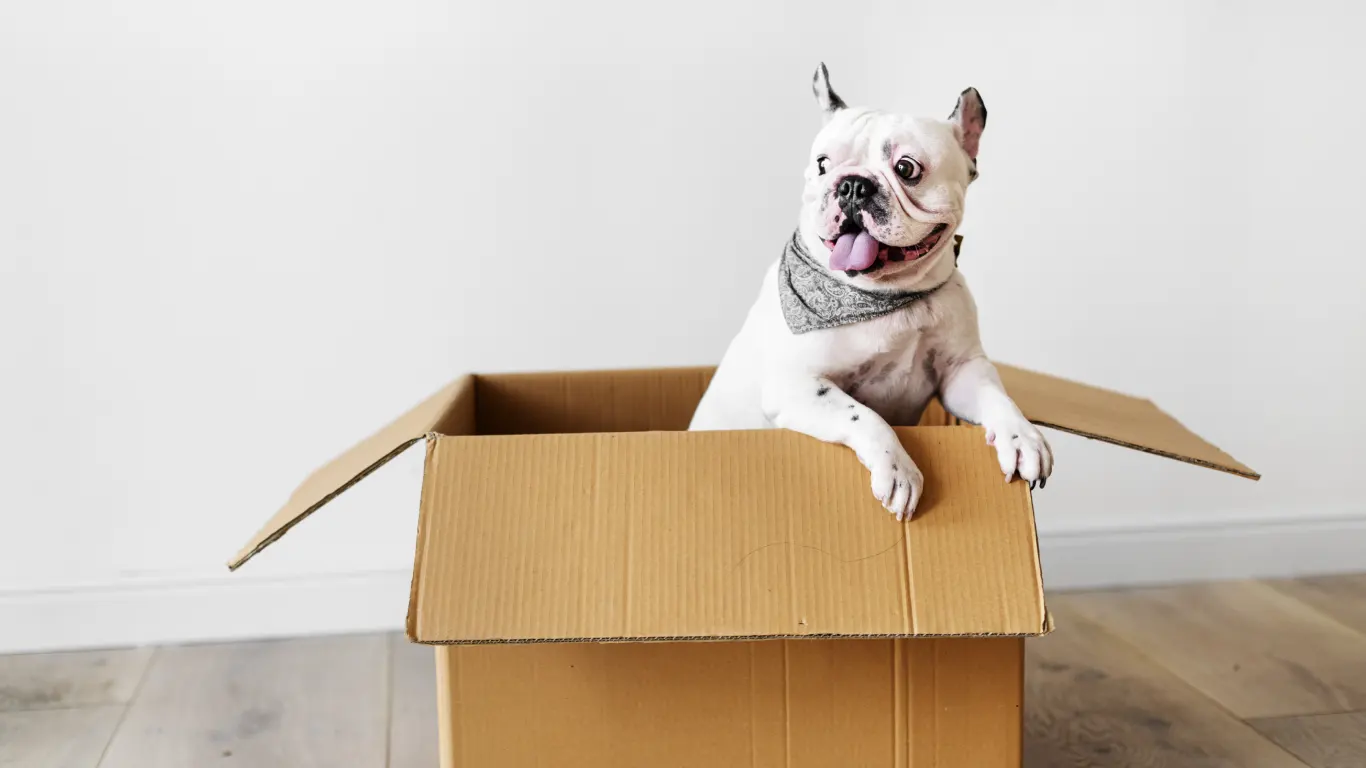 departamento pet friendly perro en caja spa para perros