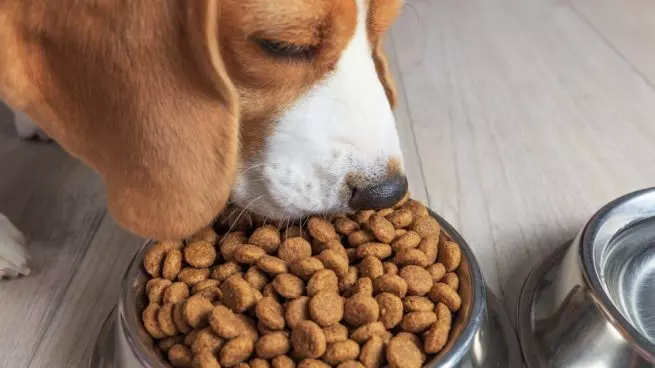 perrito-comiendo