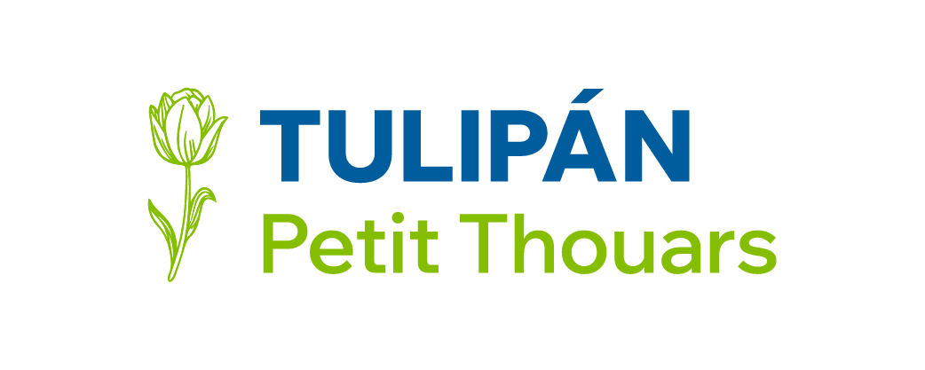 Tulipán