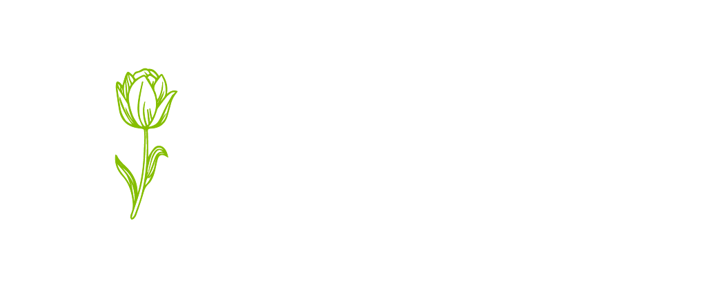 Tulipán