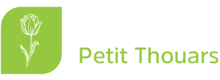 Tulipán